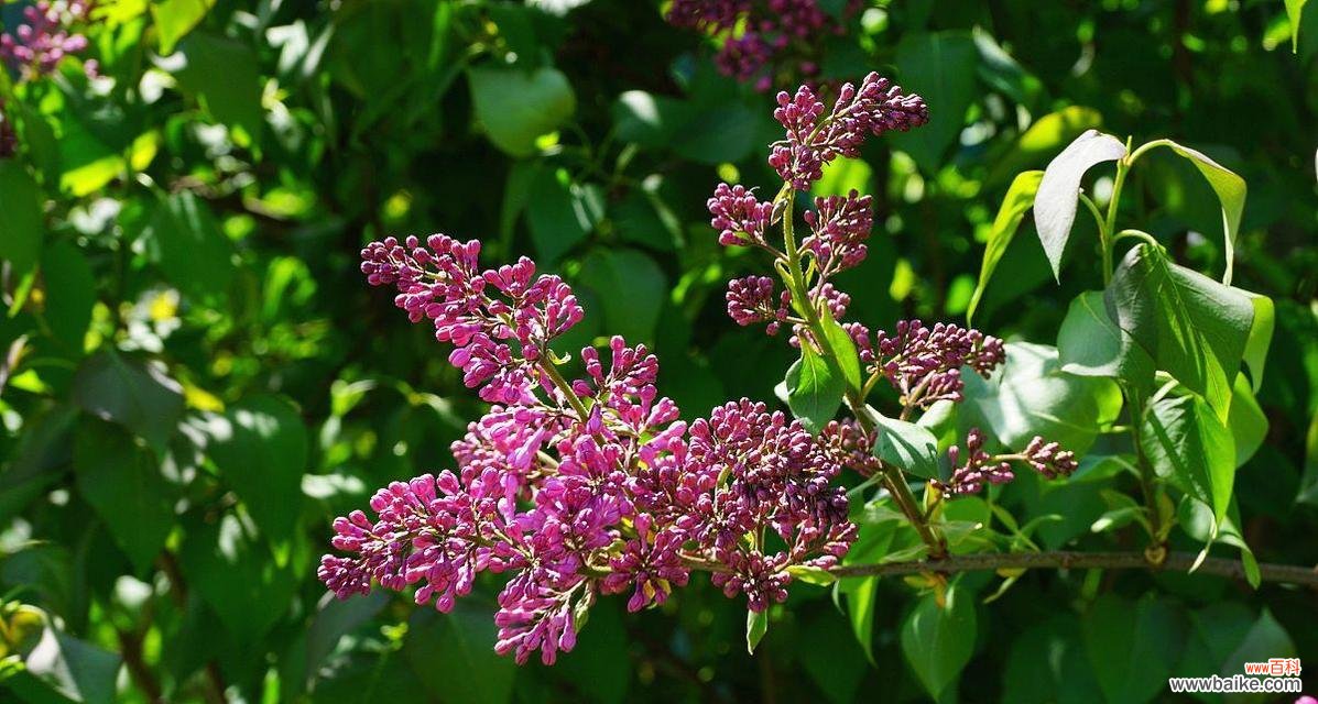 探寻花叶丁香的花语之美 花语之魅——以花叶丁香的花语为主题的探索