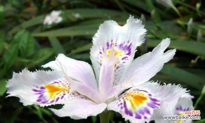 春天花的花语与情感的交织 春天花的花语，祝福春天来临的美丽语言