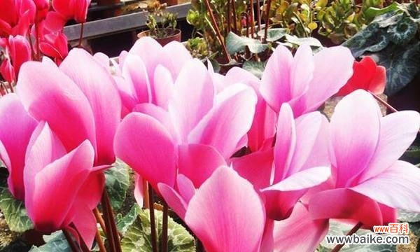 春天花的花语与情感的交织 春天花的花语，祝福春天来临的美丽语言