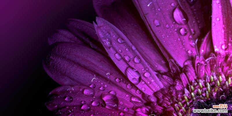 紫色扶郎花象征着什么?