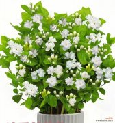 送茉莉花代表什么？茉莉花的含义和寓意是什么？