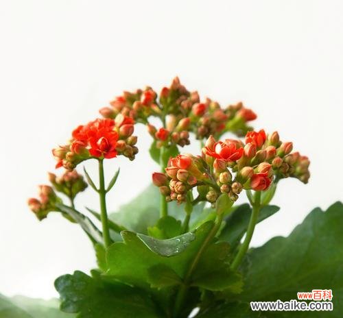 长寿花开花寓意着什么?象征健康长寿吗?