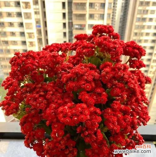 长寿花开花寓意着什么?象征健康长寿吗?