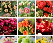 长寿花开花寓意着什么？象征健康长寿吗？