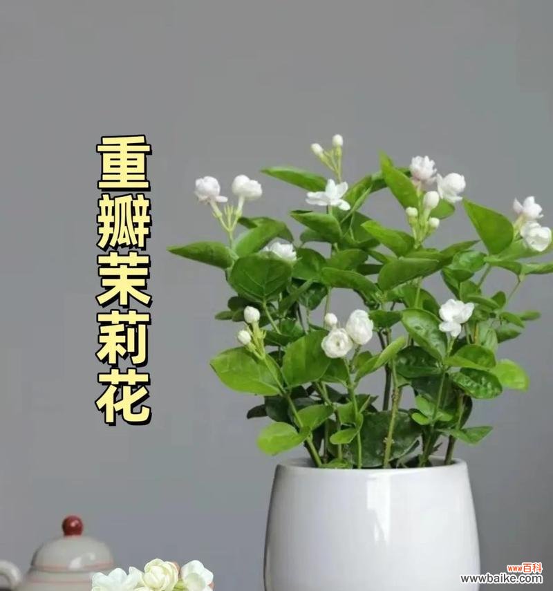 哪种花寓意爱情美满幸福？它的花语是什么？