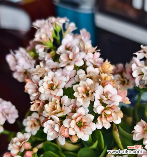 白色香槟花代表什么寓意?香槟色花的含义是什么?