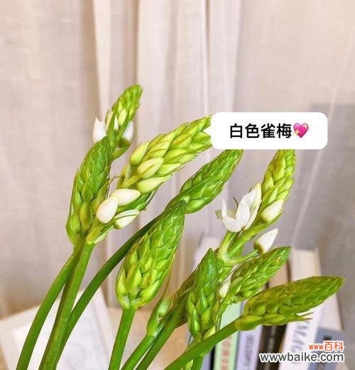白色蓝星花的花语是什么?寓意有何特别之处?
