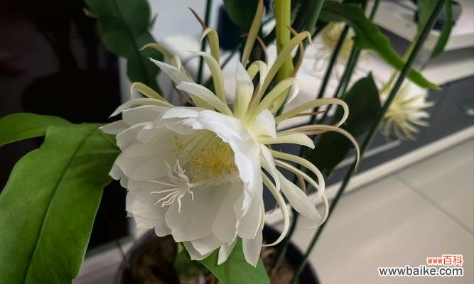 哪种花象征爱情的萌芽?象征爱情萌芽的花香是什么?