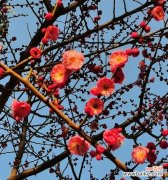 哪种花象征爱情的萌芽？象征爱情萌芽的花香是什么？