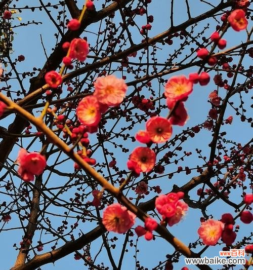 哪种花象征爱情的萌芽?象征爱情萌芽的花香是什么?