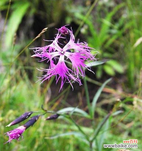 竹节草花语有哪些含义?