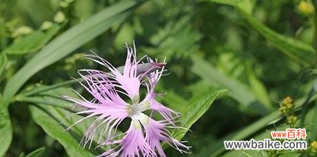 竹节草花语有哪些含义?