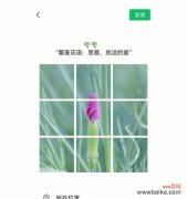 竹节草花语有哪些含义？