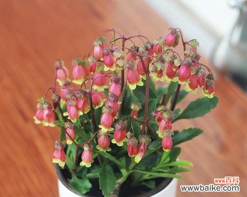 探索花卉背后的含义与传统 常见花卉的寓意与象征意义