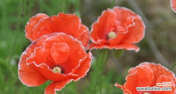 探索依米花的神秘符号之美 依米花的花语与象征意义