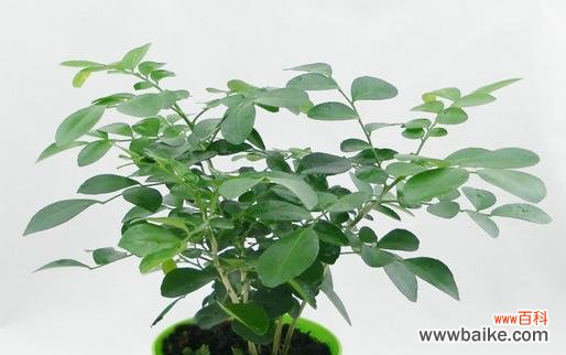 探寻依米花的美丽与内涵 依米花的花语与寓意