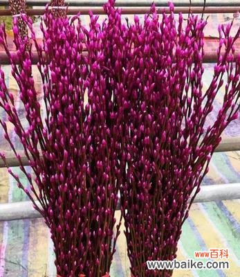 探寻银柳的花语和美丽寓意 银柳的花语及其象征意义