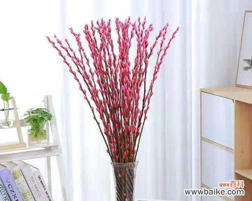 探寻银柳的花语和美丽寓意 银柳的花语及其象征意义