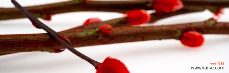 倾听银柳的低语，感受自然之美 银柳花语与寓意