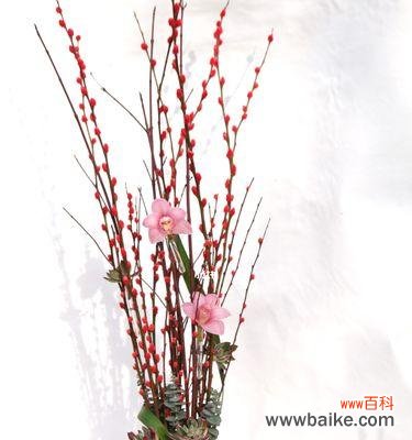 倾听银柳的低语，感受自然之美 银柳花语与寓意