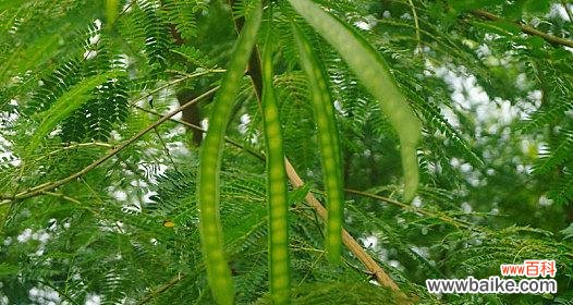 传承千年的美丽与爱意 银合欢传说