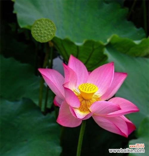 一朵娇艳的花,一段永恒的故事 依米花