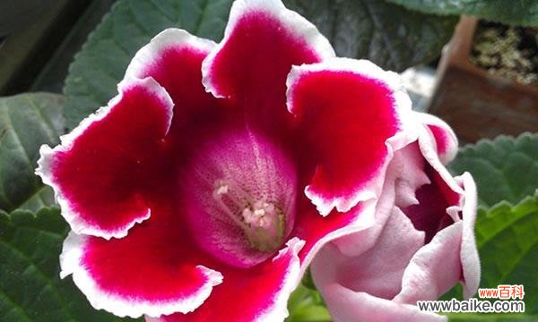 一朵娇艳的花,一段永恒的故事 依米花