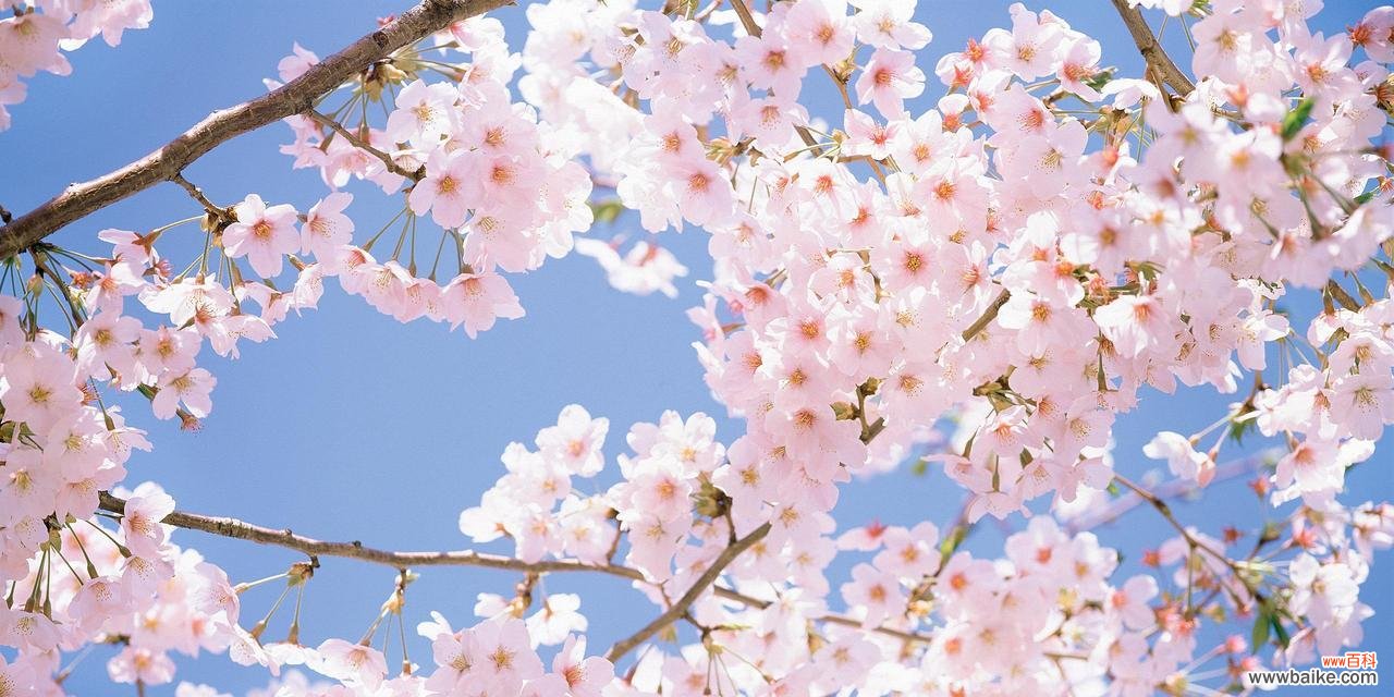 揭示樱花的浪漫、喜悦和希望 樱花的花语之美