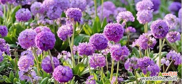 探寻樱花草的奇妙世界 樱花草的花语及象征意义