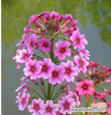 探寻樱花草的奇妙世界 樱花草的花语及象征意义