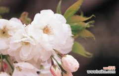 探索樱花的深层意义，感受其独特魅力 樱花之美