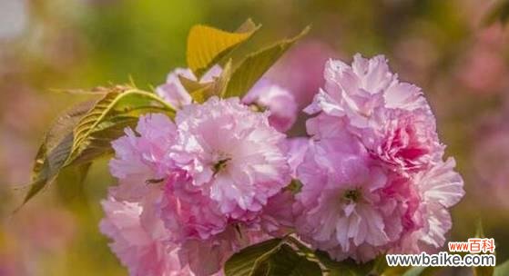 探索樱花的深层意义,感受其独特魅力 樱花之美