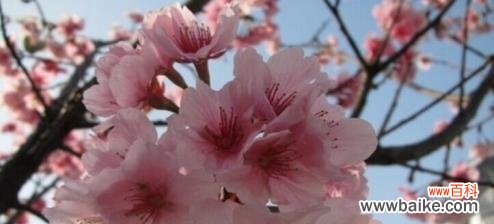 绽放美丽的希望 樱花的花语与意义