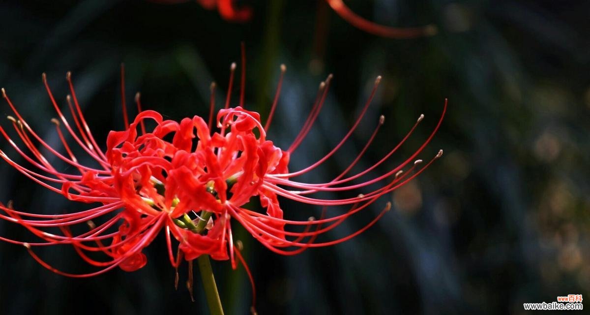 探寻花朵中的坚韧与力量 以花语大全