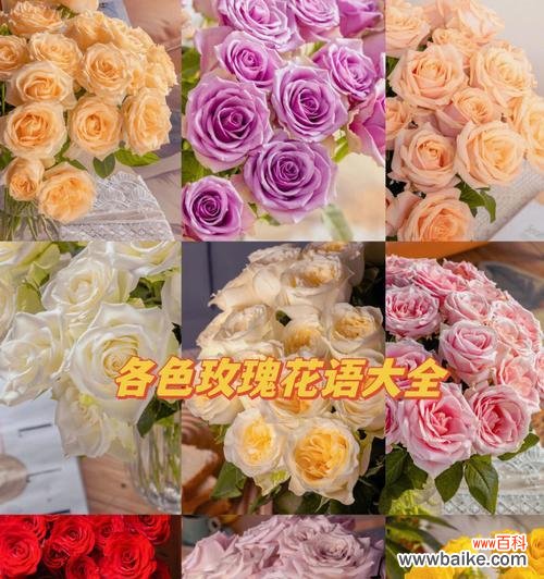 探索玫瑰花数量背后的秘密 花语玫瑰之数量代表的意义