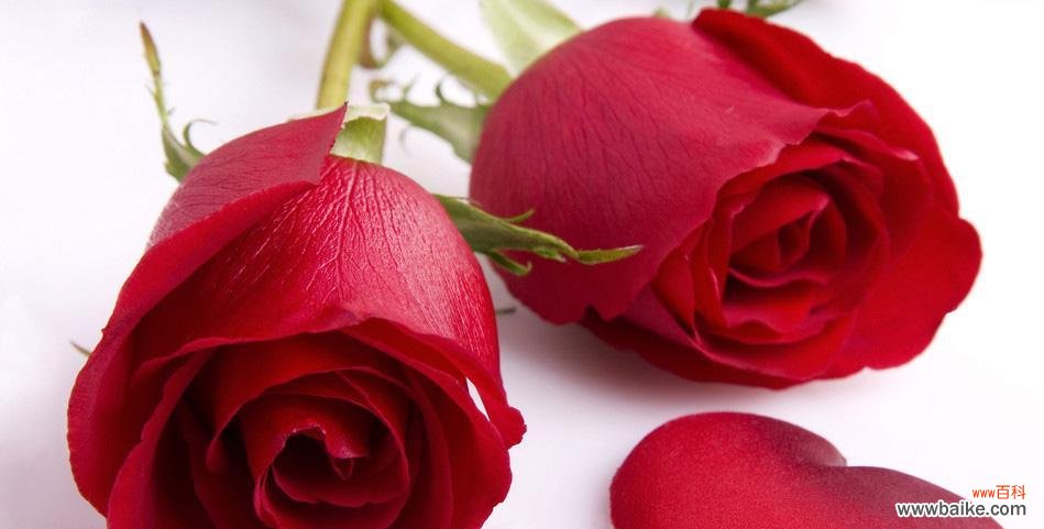 探索玫瑰花数量背后的秘密 花语玫瑰之数量代表的意义