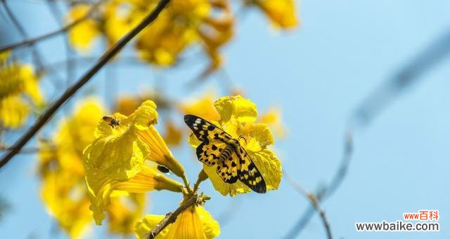 用花语传递温暖和希望 黄花风铃木的花语