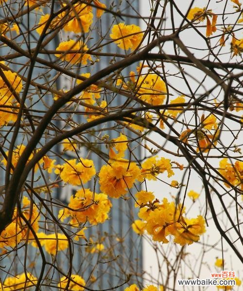 用花语传递温暖和希望 黄花风铃木的花语
