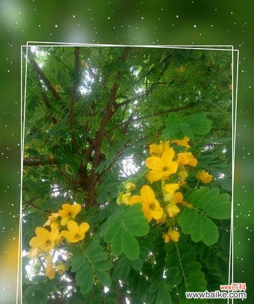 探寻黄花槐的象征意义 以黄花槐寓意意思为主题的文章