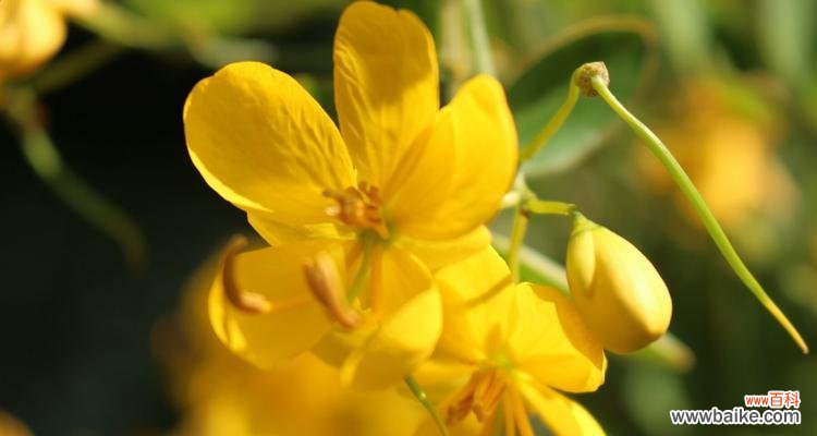 探寻黄花槐的象征意义 以黄花槐寓意意思为主题的文章