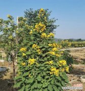 探寻黄花槐的象征意义 以黄花槐寓意意思为主题的文章