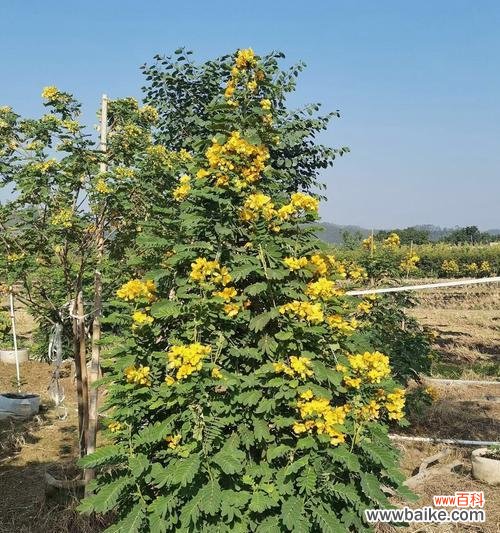 探寻黄花槐的象征意义 以黄花槐寓意意思为主题的文章