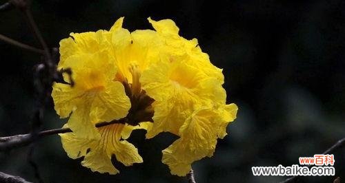 坚韧不拔的黄花风铃木 黄花风铃木