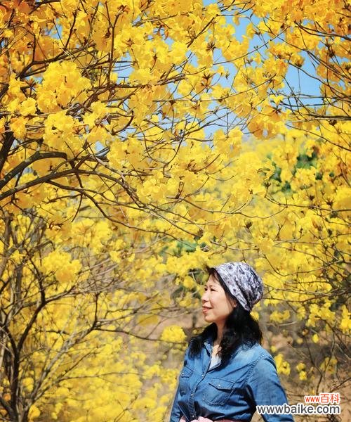 坚韧不拔的黄花风铃木 黄花风铃木