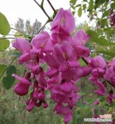 槐花的美丽与象征 槐花的花语意义