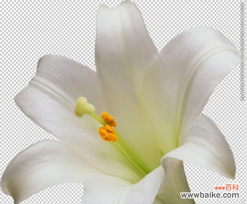 黄百合花的神秘力量和文化意义 黄百合花的寓意及其传承——美丽与纯洁的象征