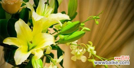 黄百合花语的意义与传承 黄百合花语