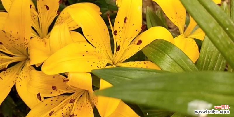黄百合花语的意义与传承 黄百合花语