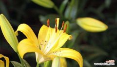 黄百合花语的意义与传承 黄百合花语