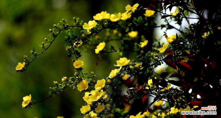 探索黄刺玫的象征意义及其在人们生活中的作用 黄刺玫的花语